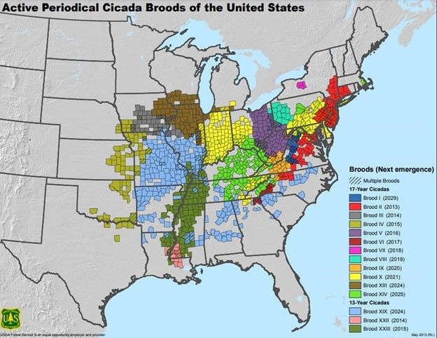 Forestry chart